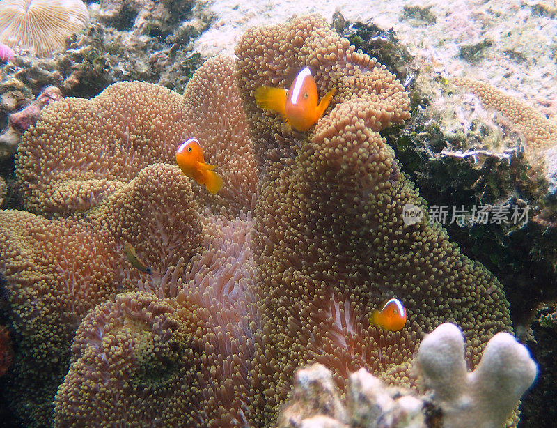 橙色臭鼬小丑鱼(Amphiprion sandaracinos)在他们的海葵中